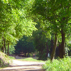 Trees at Zuari Nagar