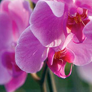 Orchid project