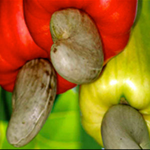Cashew project